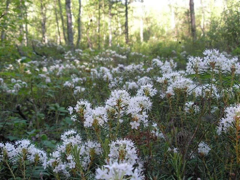 Багульник болотный. Багульник (Ledum palustre). Цветы багульника болотного. Багульник болотный Сибирский. Трава багульника болотного