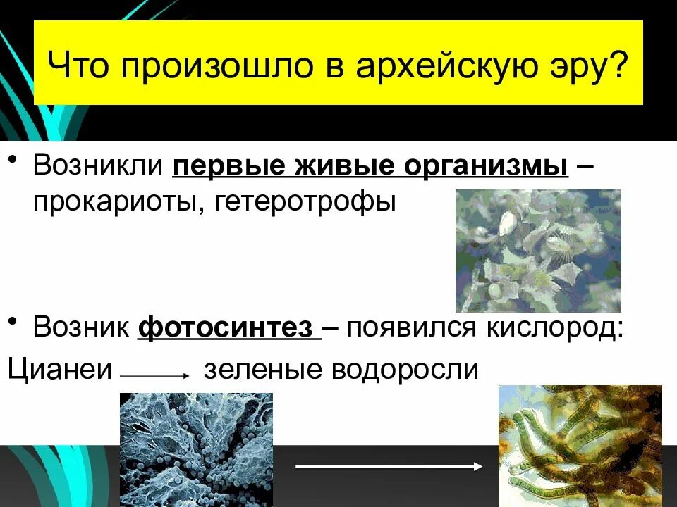 1 живые организмы на земле появились где. Что происходило в архейскую эру. Первые фотосинтезирующие организмы. Фотосинтезирующие прокариоты. Что произошло в архейской эре.