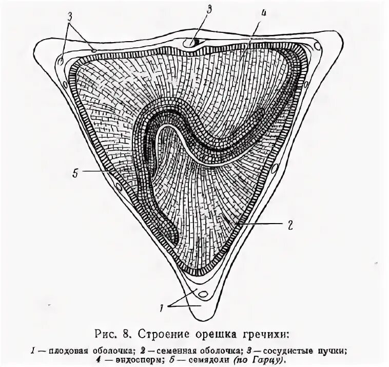 строение гречихи