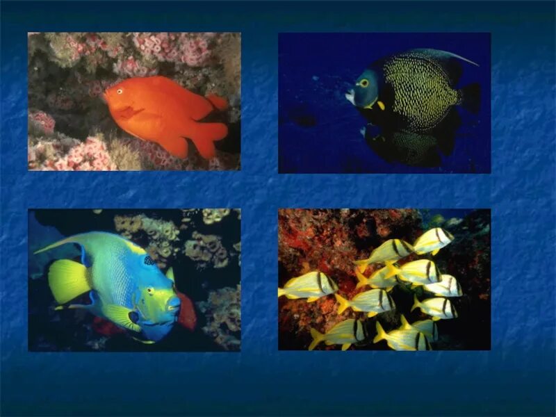 Многообразие рыб 7 класс. Разнообразие рыб презентация. Проект многообразие рыб. Разнообразие рыб в природе. Многообразие рыб картинки.