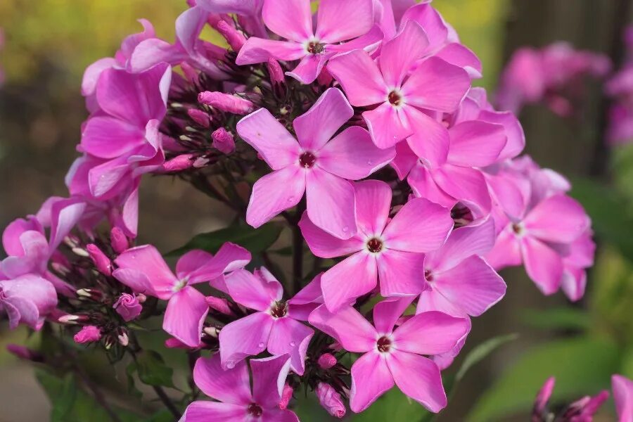 флокс юрий репрев. флокс метельчатый юник биколор.