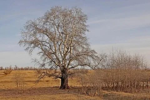 Яли тополь маргалит