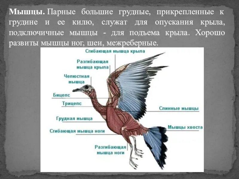 Для чего служит киль у птиц. Мышцы птиц. Строение мышц птицы. Мышцы птицы анатомия. Класс птицы мускулатура.