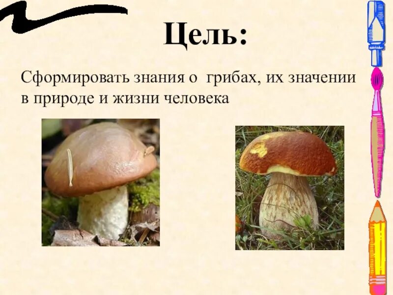 Тема многообразие и значение грибов. Грибы в жизни человека. Разнообразие грибов в природе. Грибы их значение в природе. Многообразие грибов в жизни человека и в природе.