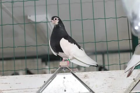 Голуби в орле