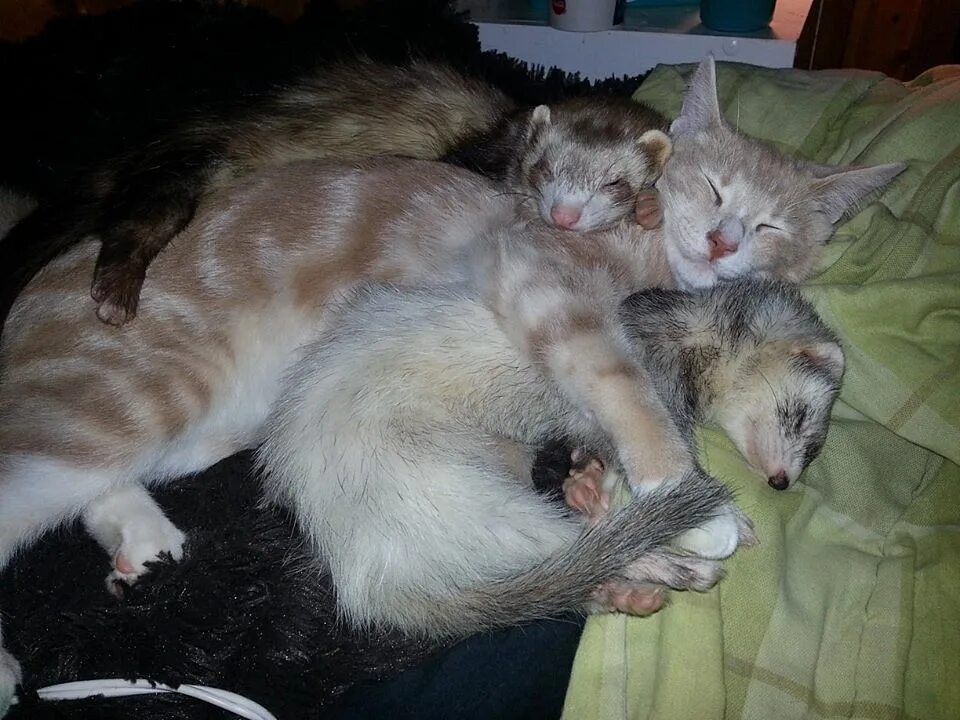 коты и хорьки. подружатся ли котята. подружатся ли котята. кошки и собаки. щенок и утенок подружились.