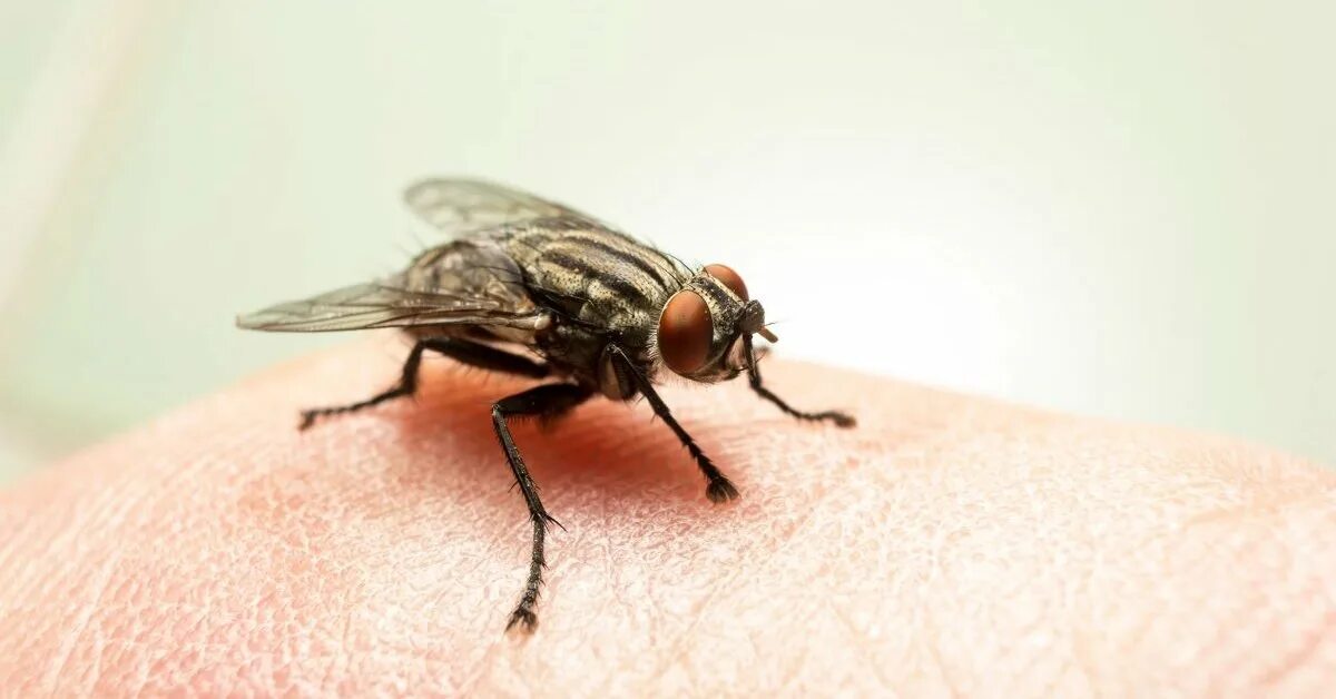 Муха тахина. Домовая муха (muscina stabulans). Осенняя жигалка муха. Осенняя муха. Насекомые на окне.
