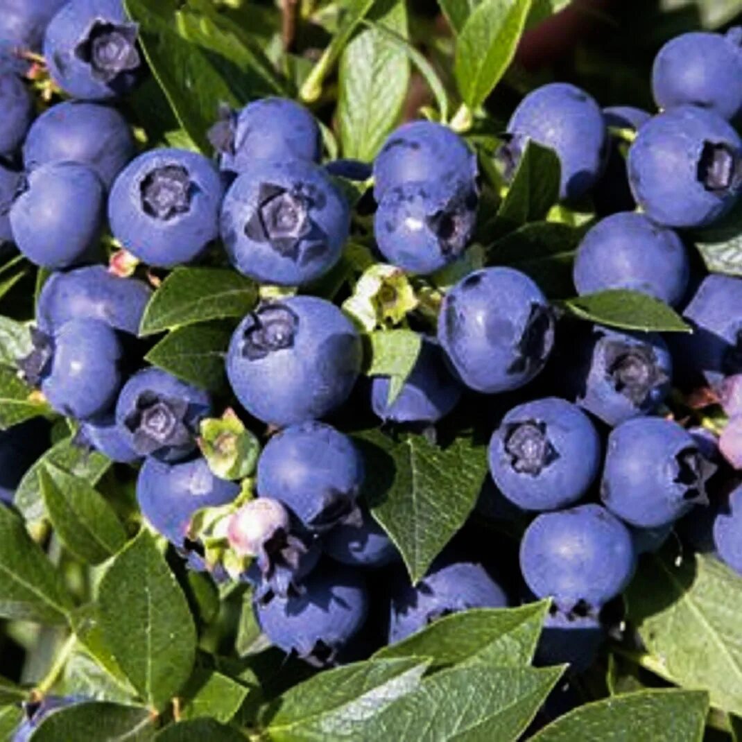 голубика высокорослая нельсон. ранние зимостойкие сорта голубики. саженцы голубика чандлер. голубика садовая блюголд. самый ранний сорт голубики.