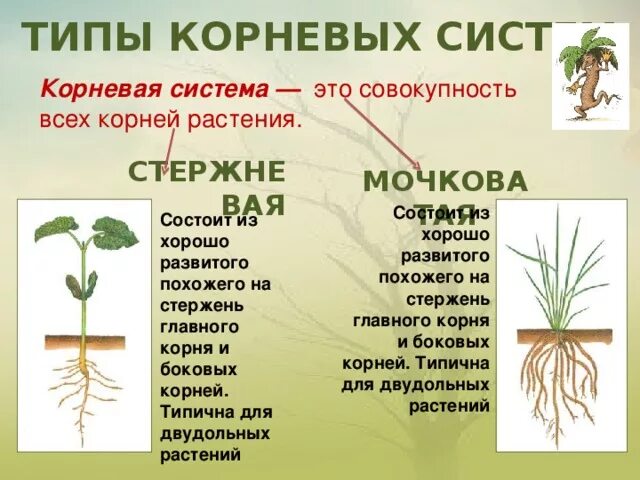 Стержневая корневая система состоит из. Мочковатая корневая система состоит. Мочковатый корень состоит. Стержневой корень состоит из.