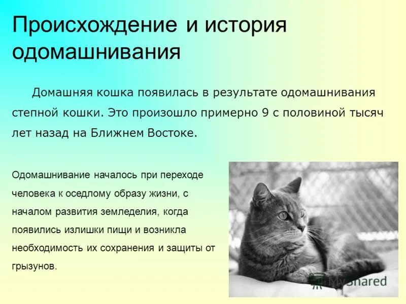 Как кошка стала домашней. Происхождение кошек. кошки история происхождения и одомашнивания. история появления домашней кошки. происхождение домашних кошек кратко.