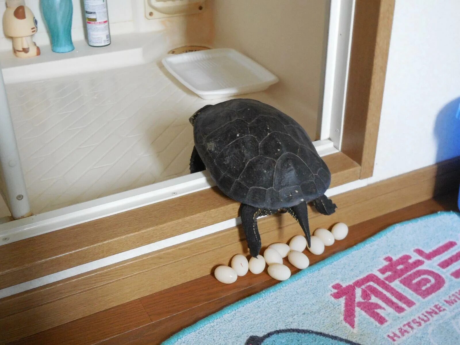 Яйца красноухой черепахи. Красноухая черепаха откладывает яйца. Черепашьи яйца красноухие черепахи. Домик для Черепашки.