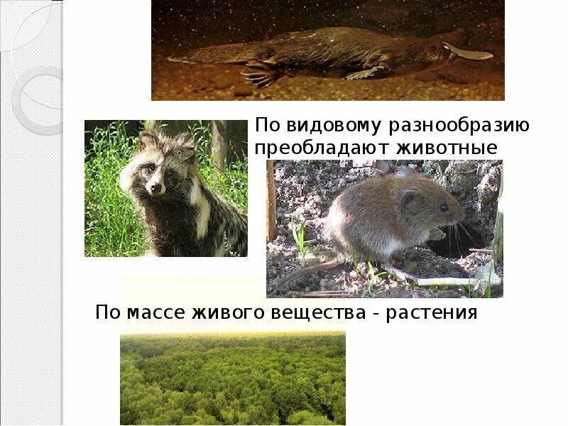 По видовому разнообразию на земле преобладают. Преобладают растения животные. животные превосходят растения по массе живого вещества. по массе живого вещества преобладают.