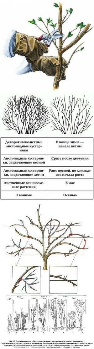 Схема обрезки жимолости осенью. Схема обрезки жимолости весной. Жимолость схема обрезки куста. Обрезка жимолости осенью схема. Как обрезать жимолость весной для начинающих