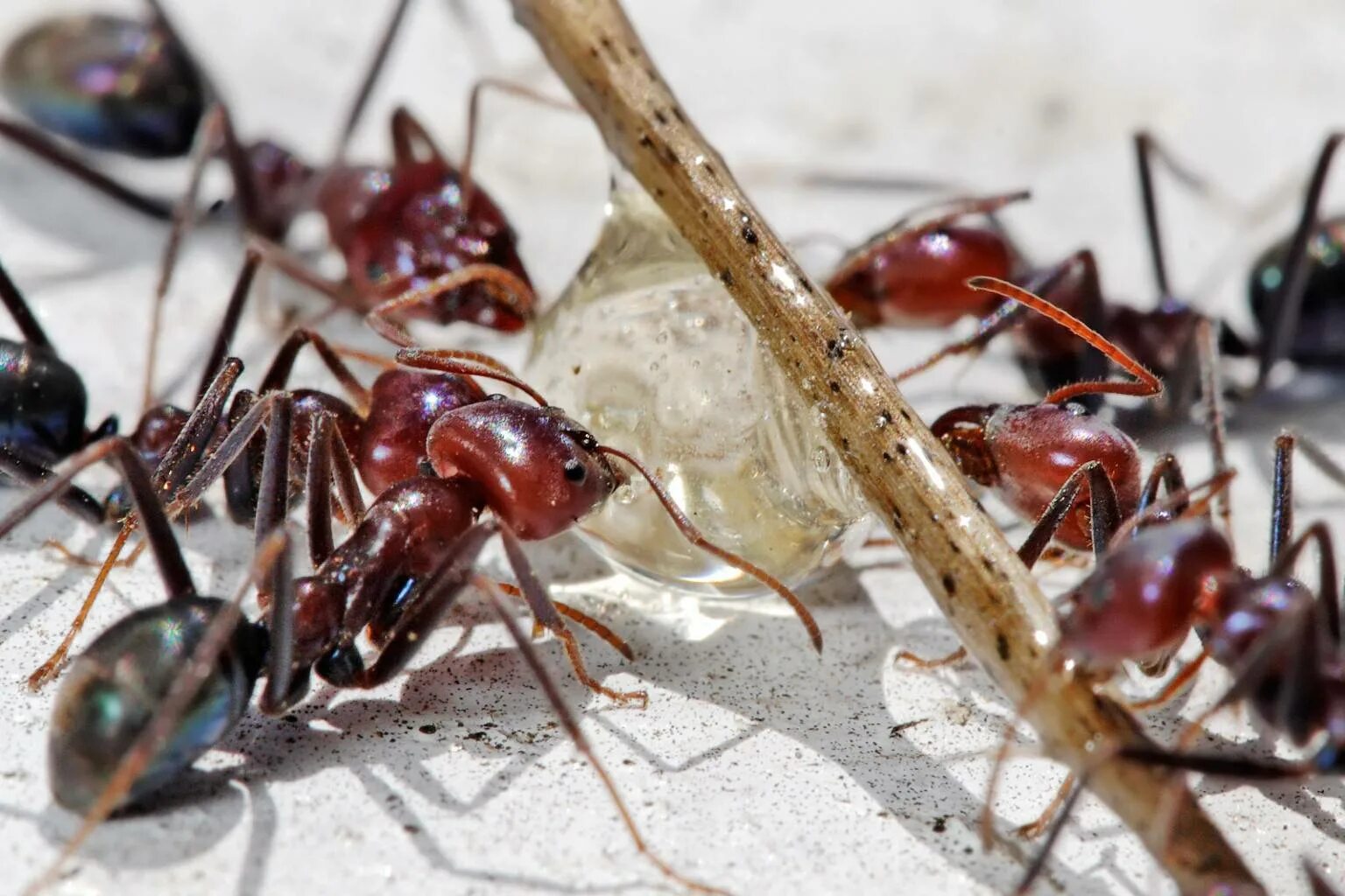 Название армейского муравья. Муравьи Iridomyrmex. Iridomyrmex purpureus. Муравей Строитель. Кочевые муравьи.
