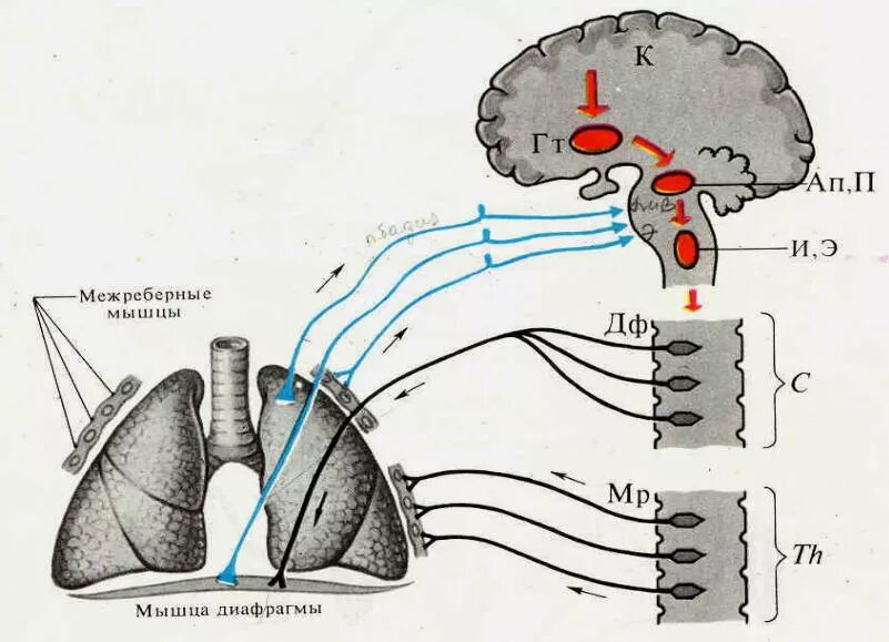 Иннервация и рефлексы. Схема рефлекса Геринга-Брейера. Рефлекс Геринга-Брейера в регуляции дыхания. Схема рефлекторной дуги рефлекса Геринга–Брейера:. Иннервация дыхательной системы.
