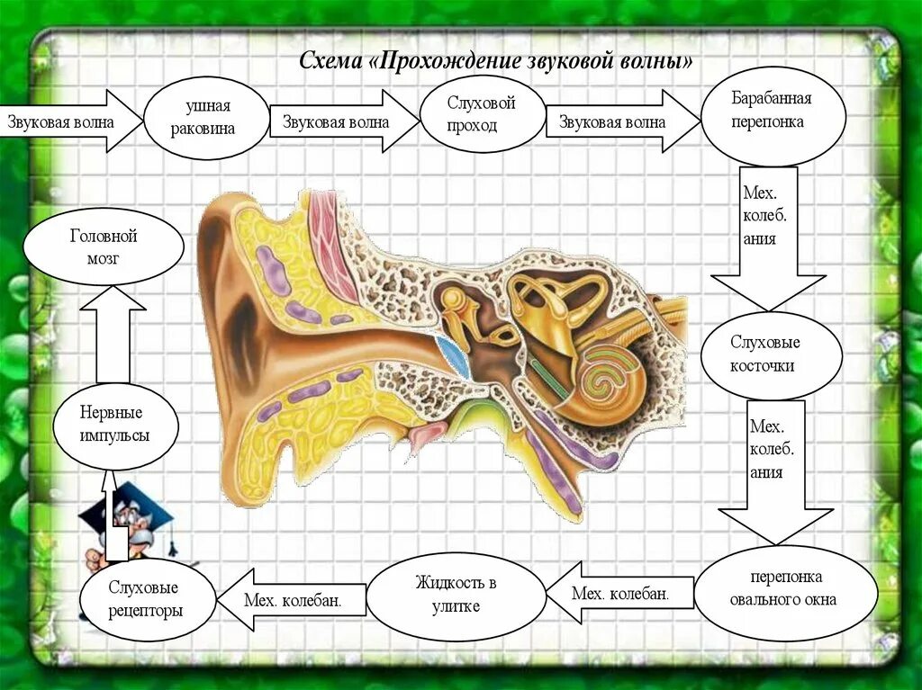 Схема органа слуха. Схема распространения звука в органе слуха. Схема прохождения звука в ухе. Проведение звука в ухе схема. Схема прохождения звука через ухо.