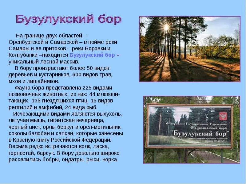 Во сколько розыгрыш родное оренбуржье. Бузулукский Бор Оренбургского края. Заповедник Самарской области Бузулукский Бор. Национальный парк Бузулукский Бор Борское. Бузулукский Бор проект.