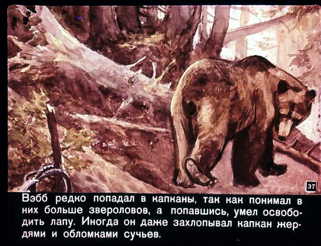 Сказка серый медведь. Сказка серый медведь. Серый медведь рассказ. Сказка серый медведь. Дремучий медведь паустовский.