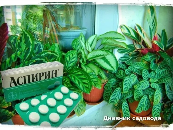 Аспирин для цветов. Подкормка цветов аспирином. Цвет марганцовки для полива комнатных растений. Ацетилсалициловая кислота для полива цветов. Аспирин для цветов комнатных.