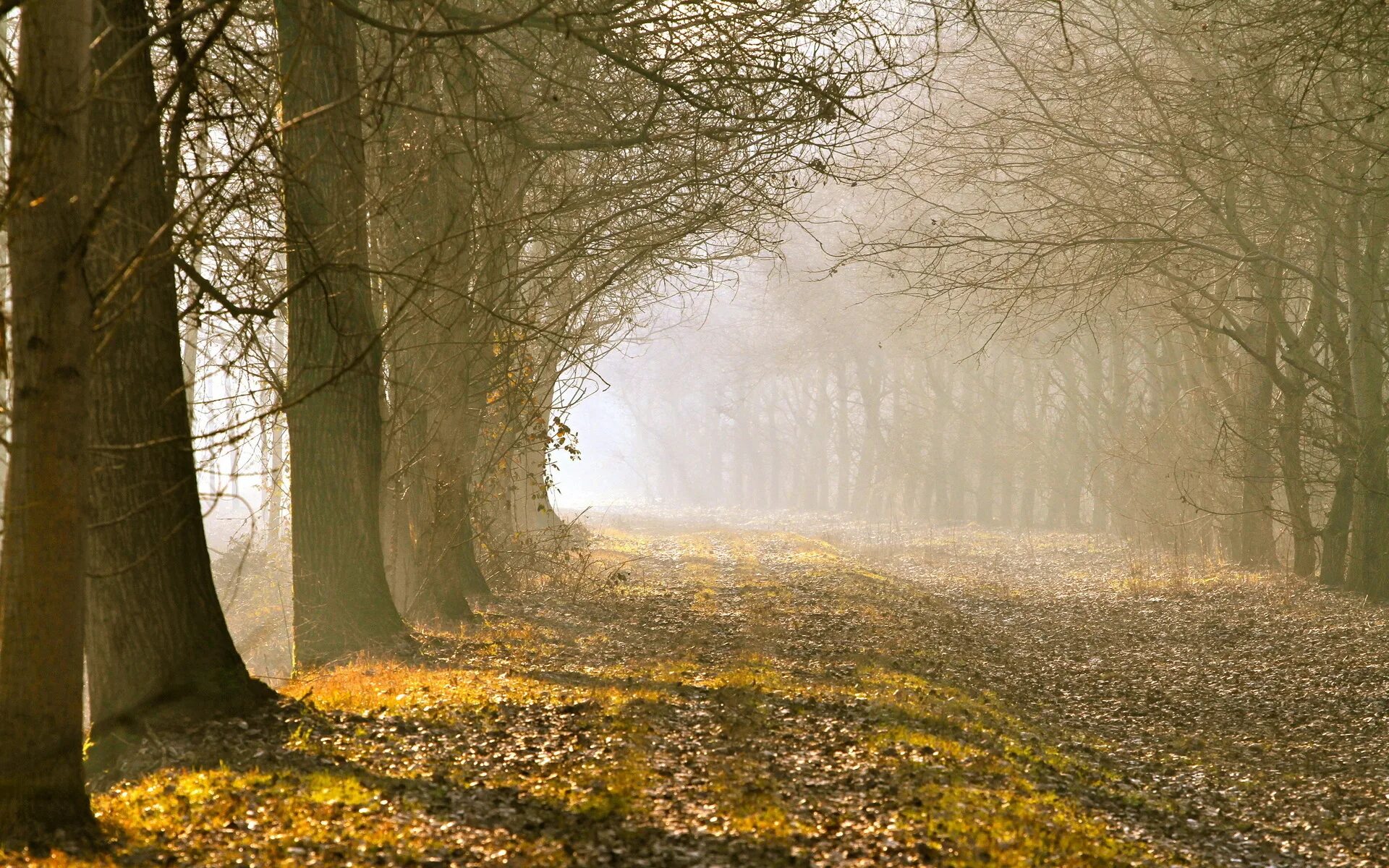 Natural fall. Деревья в тумане. Осенний туман. Осень аллея туман. Осенний лес в тумане.