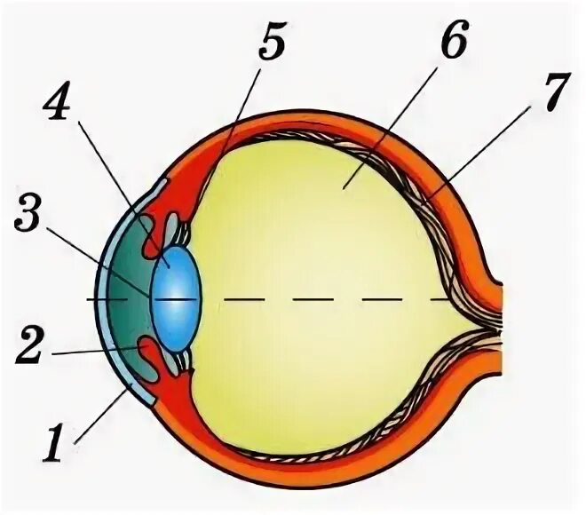 Рис 163 глаз человека. Строение глаза человека физика 8 класс. Строение человеческого глаза. Оптическое строение глаза.