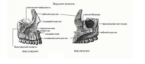 Верхняя челюсть глазничная поверхность
