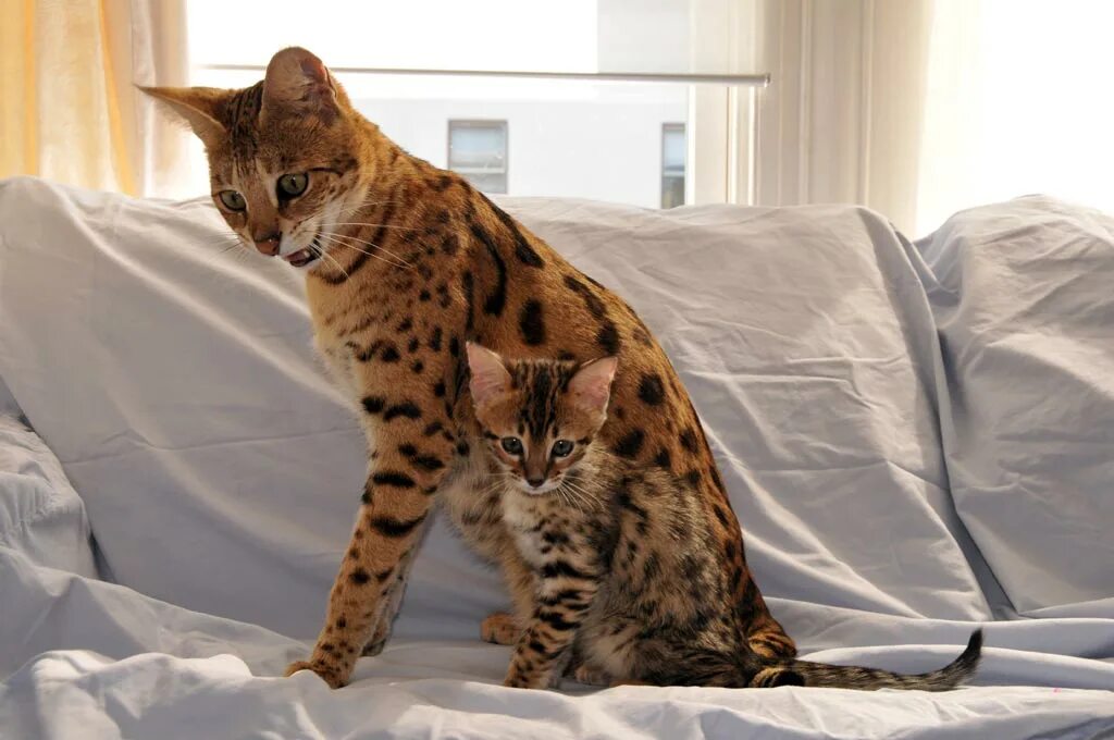 Largest cat