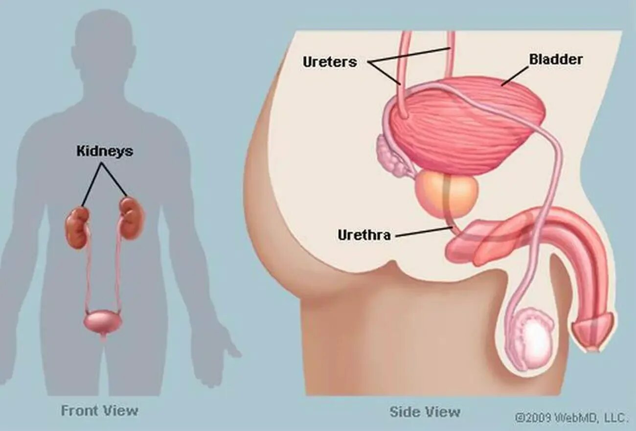 Мочевой у мужчины расположение. Мочевой пузырь анатомия расположение. Где у человека мочевой пузырь находится мужчин. Мочевой пузырь у женщин расположение. Мочевой пузырь анатомия у женщин где находятся.