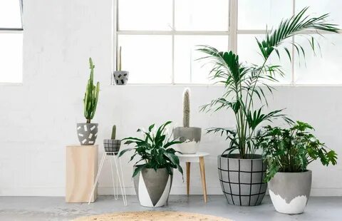 Plant i home