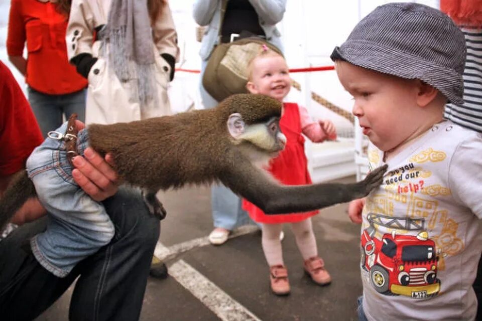 Обезьяны спб. Мальчик обезьяна. Мальчик шимпанзе. Фотограф с обезьянкой. Макака мальчик.