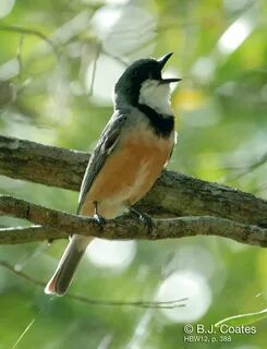 Birds sing songs