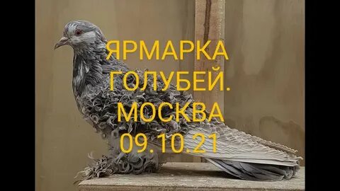 Рынок голубей в москве