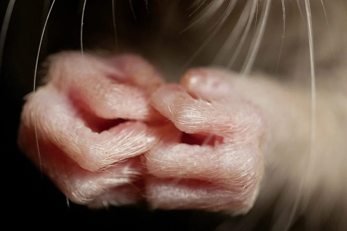 Мышь на задних лапках. Лапки мышки. Лапски. Лапы животных. Лапки мышки.