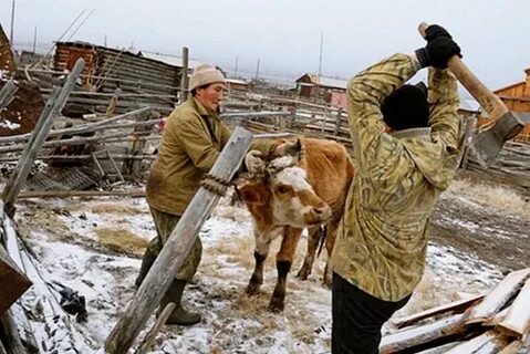 Держали скотину