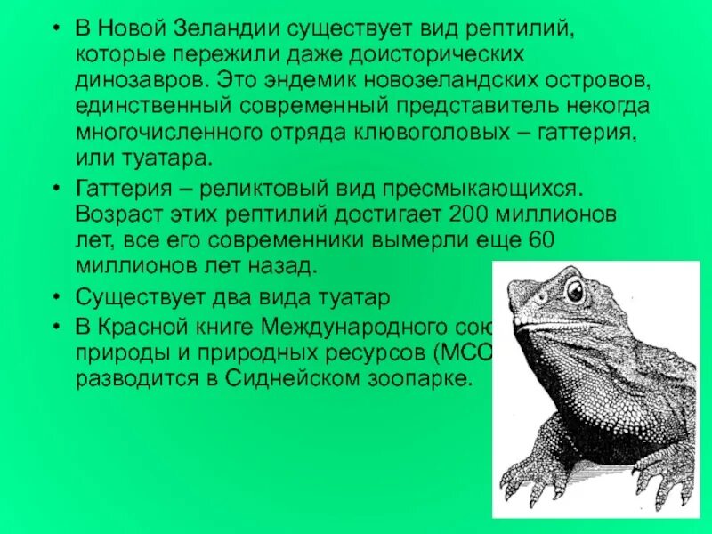 Пресмыкающиеся презентация. Сообщение о пресмыкающихся. Сообщение многообразие пресмыкающихся. Сообщения про премсыкающих.