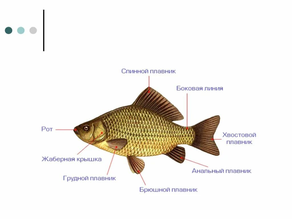 Спинной плавник у рыб. Хвостовой плавник карпа. Хвостовые плавники рыб. Брюшной плавник. Название плавников у рыб.