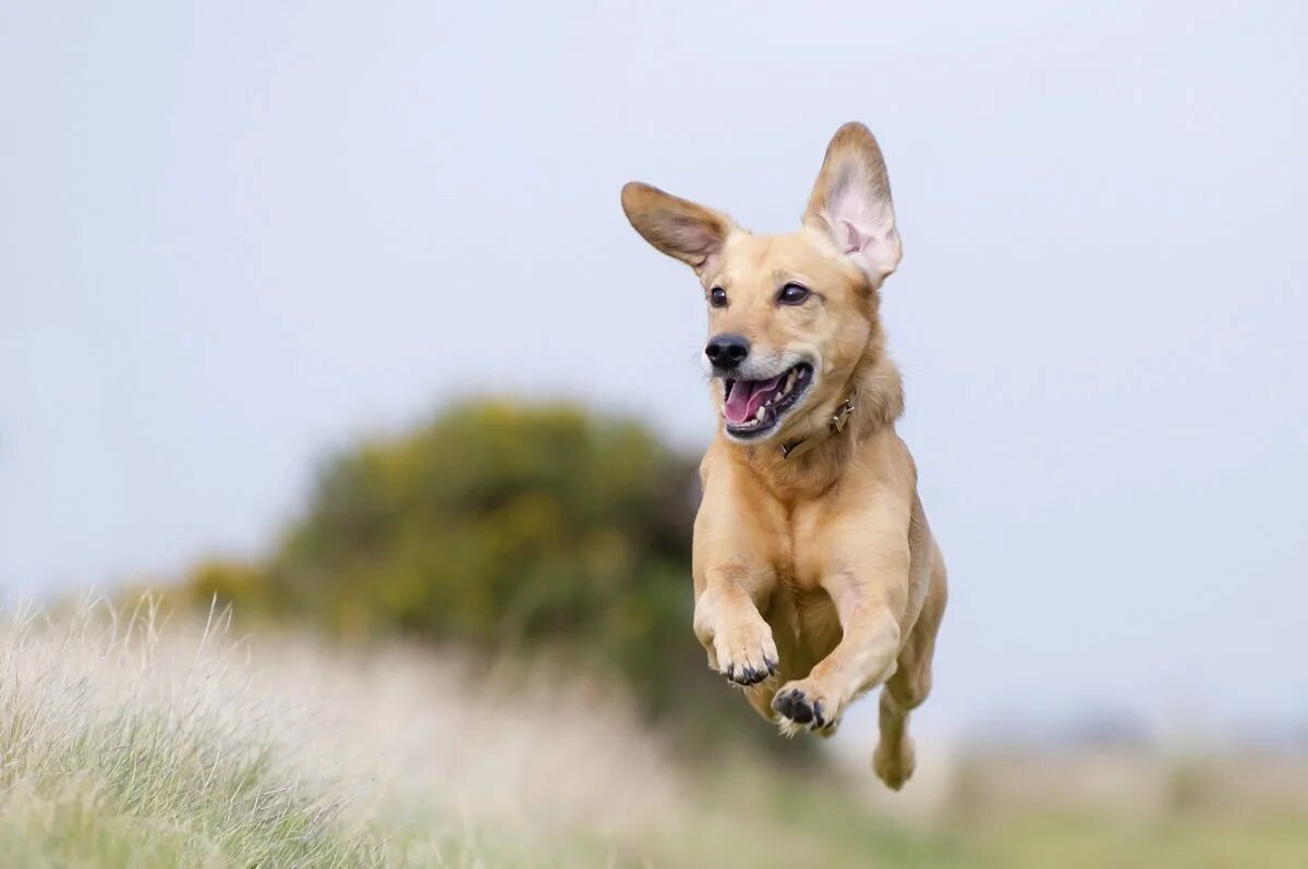 Собачьи бега. Щенок бежит. Собака бежит. Счастливая собака. Собака в прыжке.