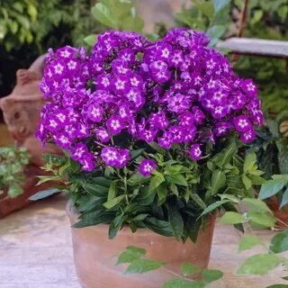 Флокса комнатная
