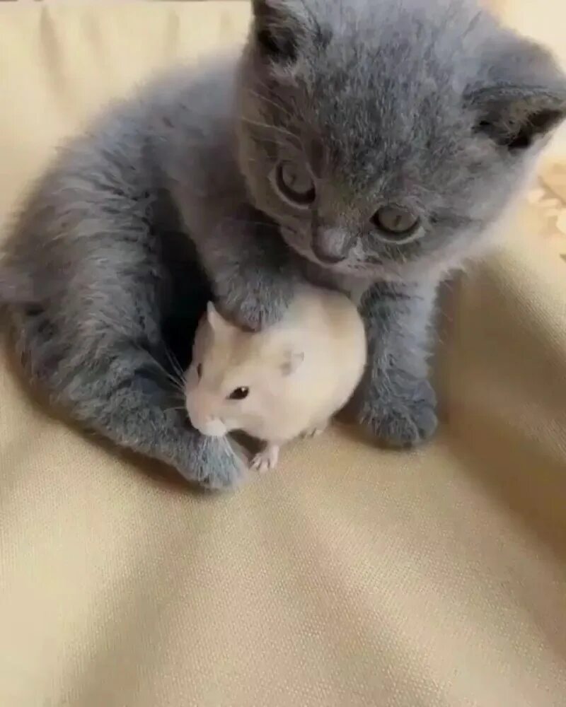 Милые котики. Маленький котенок. Мой маленький котенок. Котята с мамой. Крохотный котенок.