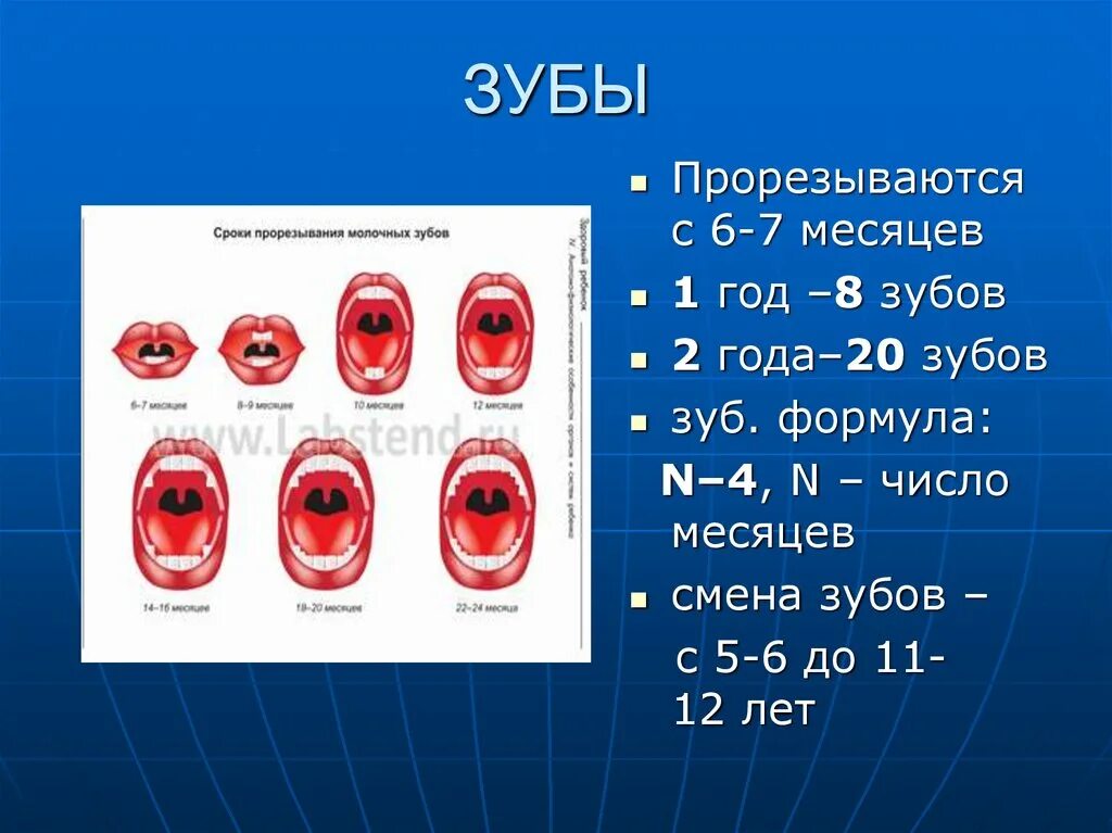 Формула количества молочных зубов. Формула прорезывания зубов. Зубная формула прорезывания зубов. Формула прорезывания молочных зубов. Сроки прорезывания зубов формула.