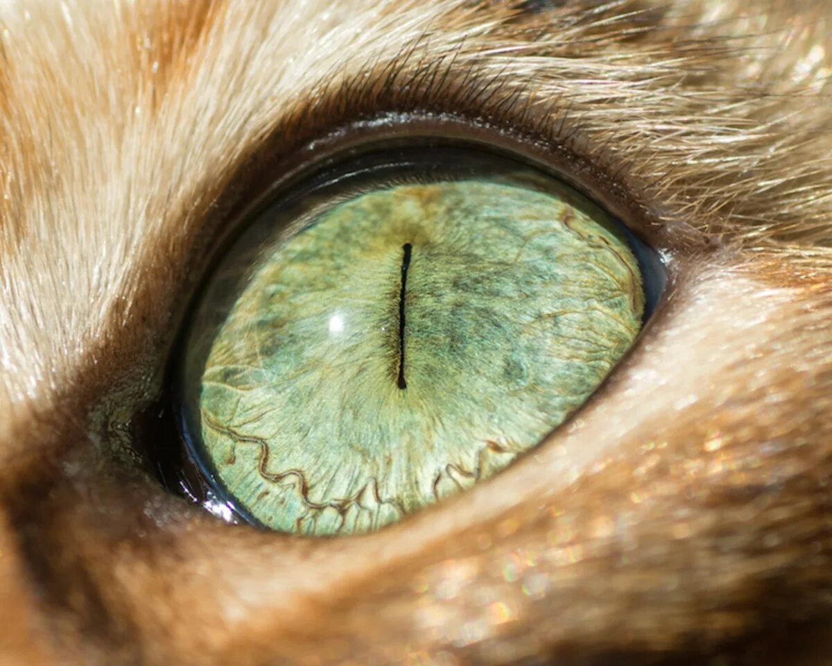 Кошачий глаз. Зрачок кошки. Глаза. Глаз крупным планом. Время глазами кошки