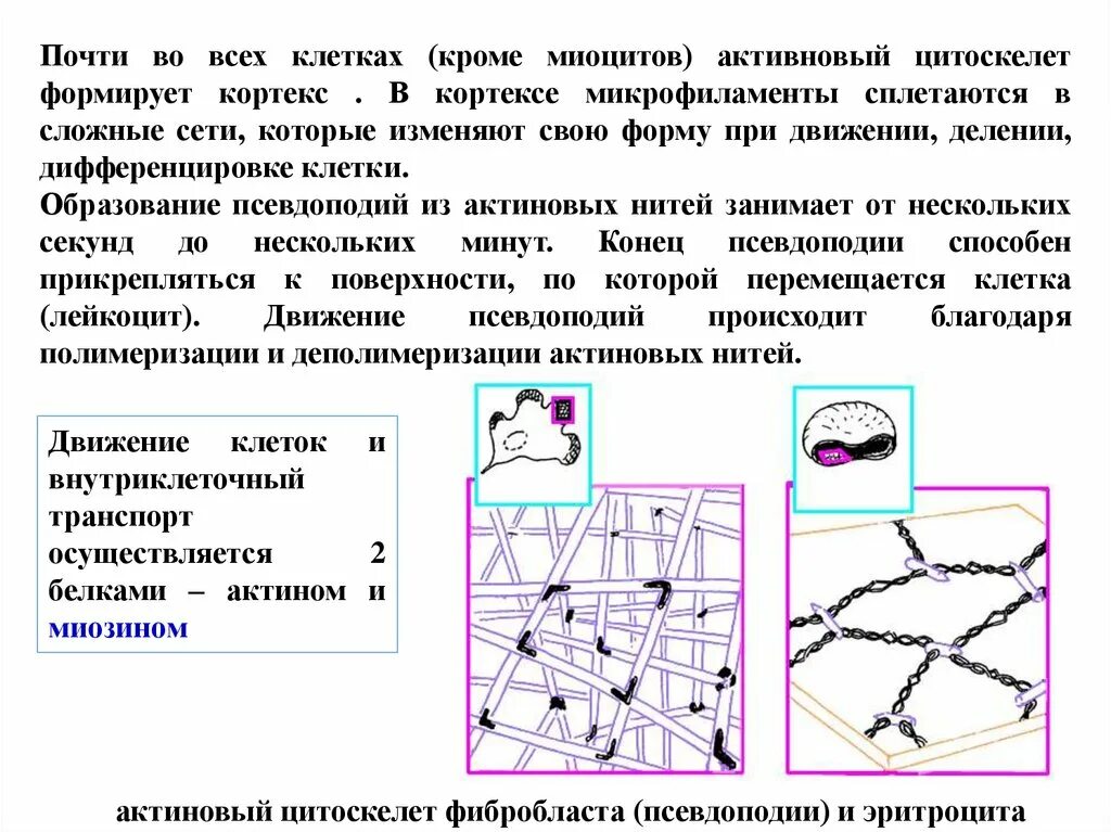 Состоит из клеток миоцитов