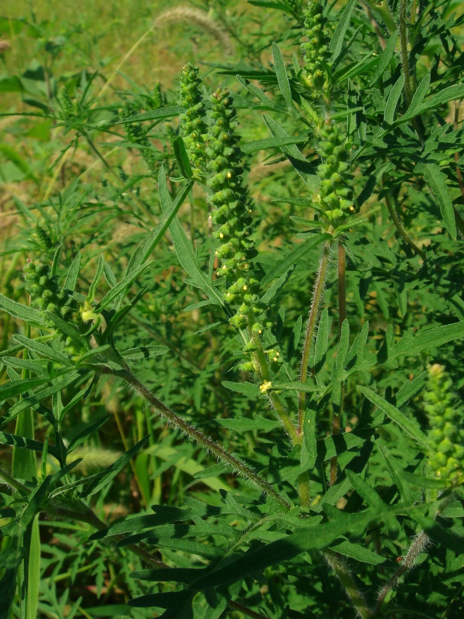 Амброзия трейлер. Амброзия трехнадрезная. Ambrosia artemisiifolia l.. Амброзия метельчатая. Амброзия Перуанская.