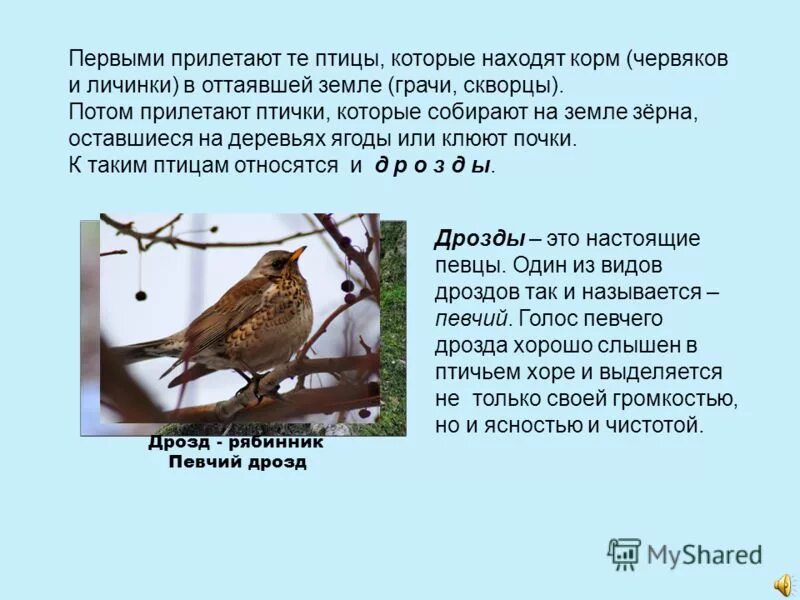 первые птицы которые прилетают весной. птицы которые прилетают. птицы которые прилетают к нам весной. первые птицы прилетающие весной. грачи.