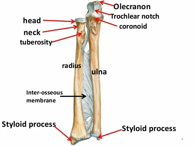 Olecranon латынь. Olecranon анатомия. olecranon локтевой кости. olecranon process анатомия. trochlear notch.