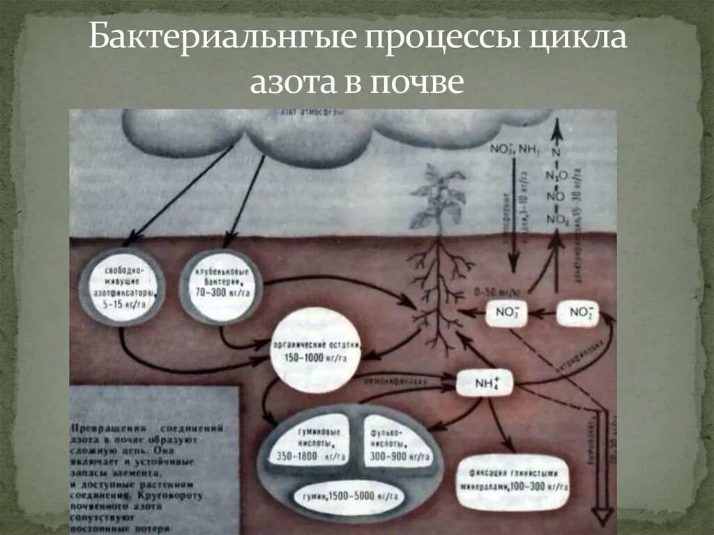 Соединения азота в почве. Формы азота в почве. Схема превращения азота в почве. Цикл азота в почве. Превращение азота в почве.