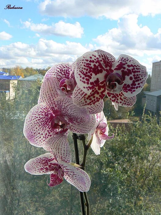 Орхидеи в крап. Орхидея ягуар фаленопсис. Фаленопсис girona. Орхидея чармер мультифлора. Cappuccino.