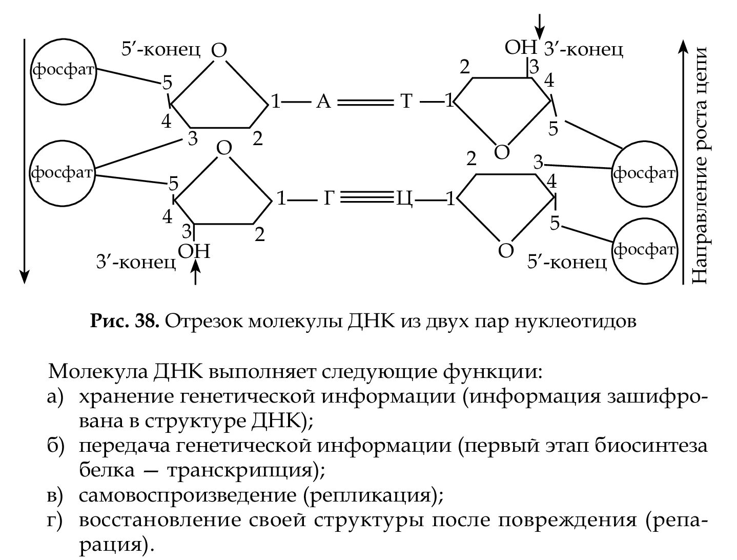 Днк 26.03 24. Строение ДНК 5-3. ДНК строение 5 штрих. Строение ДНК штрих концы. Строение ДНК антипараллельность.