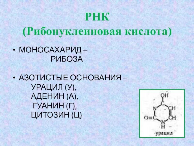 Гуанин рибоза. Азотистые основания РНК. Азотистое основание рибоза. Азотные основания РНК. Урацил азотистое основание.