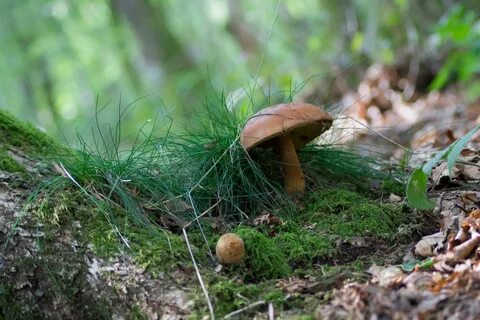 Грибы встречающиеся в хвойном лесу